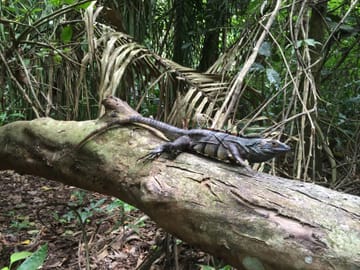 Wildlife Nature Tour at Hacienda Baru near Quepos, Costa Rica