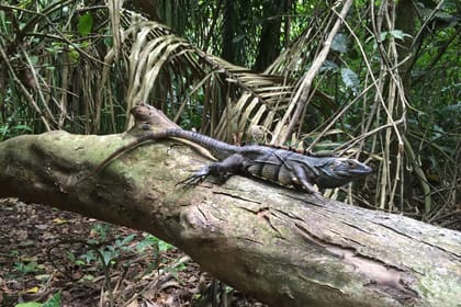 Wildlife Nature Tour at Hacienda Baru near Quepos, Costa Rica