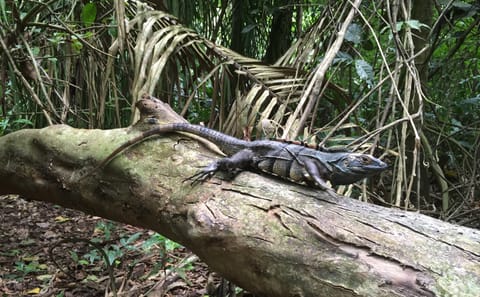 Wildlife Nature Tour at Hacienda Baru near Quepos, Costa Rica