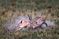 Masai mara hunt