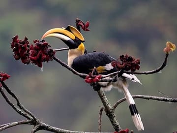 An endangered Hornbill on the trekking route