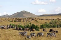 wildebeests and zebras grazing