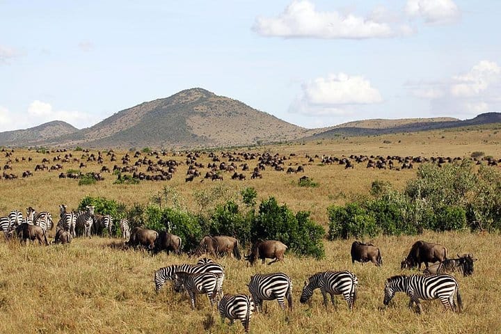 wildebeests and zebras grazing