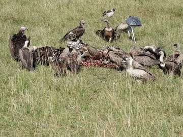 3 Day 4×4 Jeep Tour in Masai Mara Safari