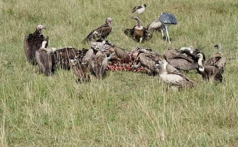 3 Day 4×4 Jeep Tour in Masai Mara Safari