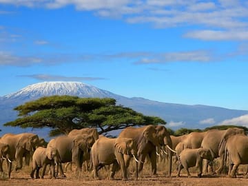 7 Days Maasai mara,Nakuru,Naivasha and Amboseli Budget Safari