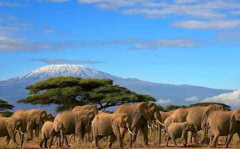 7 Days Maasai mara,Nakuru,Naivasha and Amboseli Budget Safari