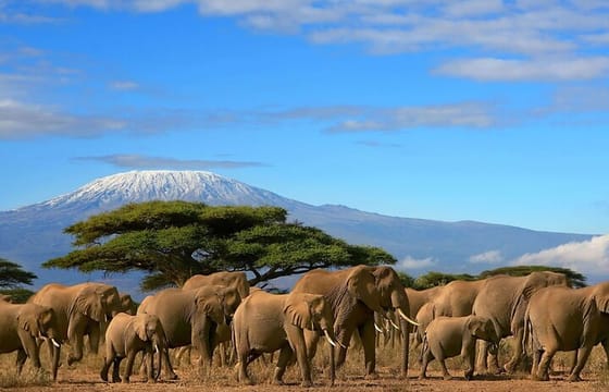 7 Days Kenya Budget Safari In 4WD