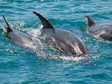 Dolphin and Snorkling Tour in Watamu