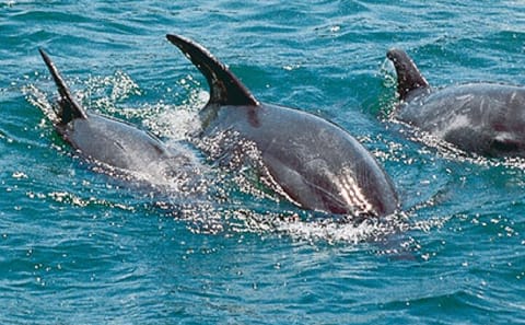 Dolphin and Snorkling Tour in Watamu