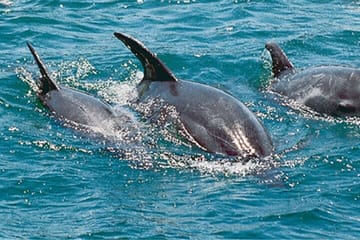 Dolphin and Snorkling Tour in Watamu