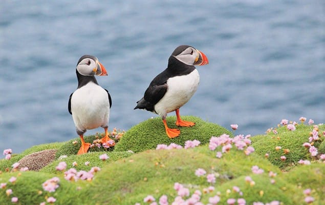 Marine wildlife cruise to Inishturk Island. Galway. Private guided.  3