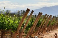 4-Days Trip to Mendoza and The Andes 6