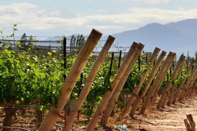 4-Days Trip to Mendoza and The Andes 6