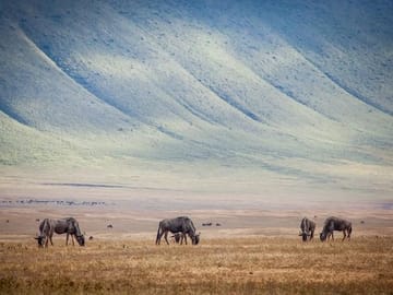 10-Day Kenya & Tanzania 4WD Safari Adventure