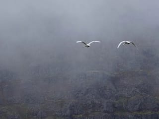 Isafjordur and Westfjords Private Tour, photo 6