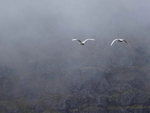 Isafjordur and Westfjords Private Tour, photo 6