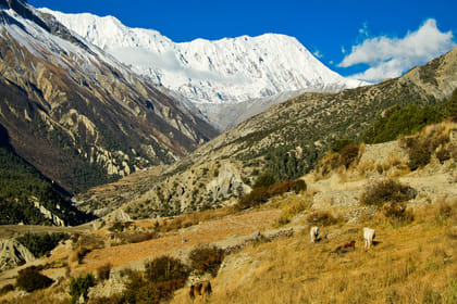 Adventurous Annapurna Tilicho Pass Trekking – 17 Days