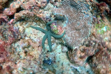 Scuba Diving in Negombo