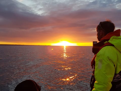 Premium Whales & Midnight Sun, photo 3
