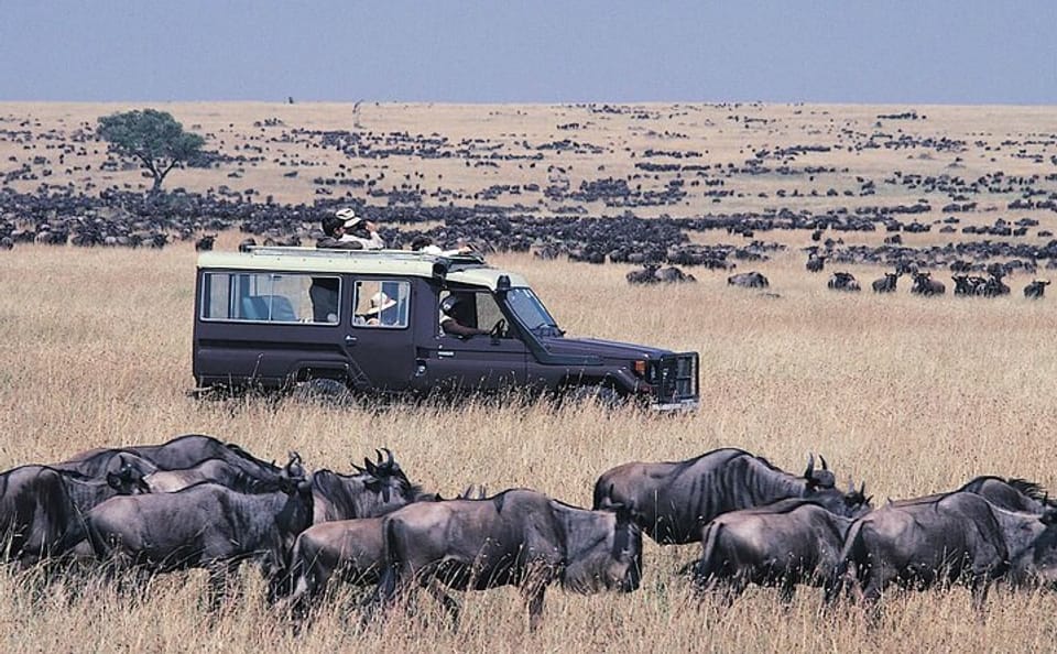 5-Day Budget Safari Tour in Masai Mara, Nakuru, and Naivasha