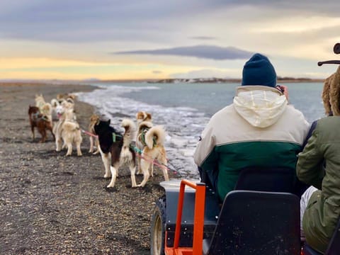 Dog Sledding Near Reykjavik , photo 5