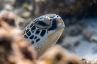 Cabo Kayak & Snorkel Adventure to the Arch with Glass Bottom 5