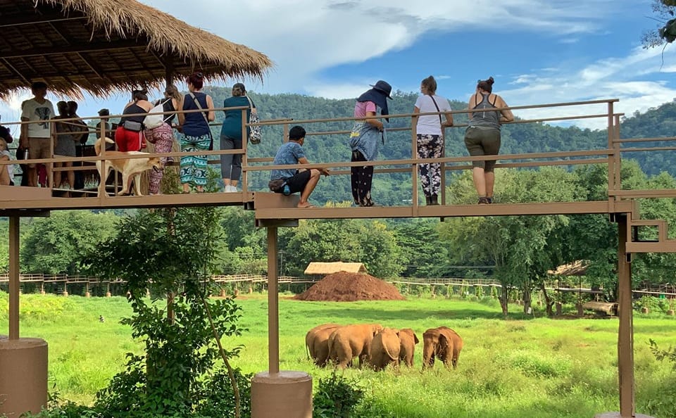 Chiang Mai:Ethical Elephant Observation Nature Park Visit