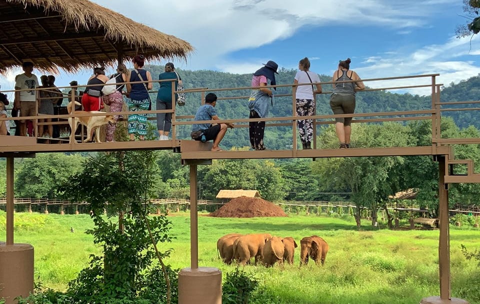 Chiang Mai:Ethical Elephant Observation Nature Park Visit