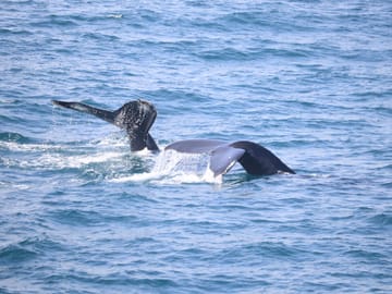 Whale Watching Tour and Whales of Iceland Exhibition in Reykjavik