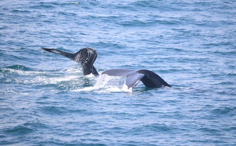 Whale Watching Tour and Whales of Iceland Exhibition in Reykjavik