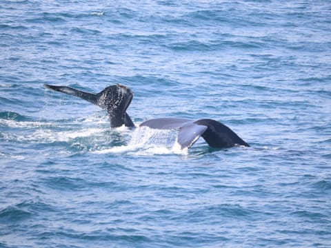 Whale swimming through Icelandic waters during a Reykjavík whale watching experience