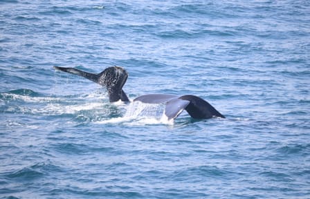 Whale Watching Tour and Whales of Iceland Exhibition in Reykjavik