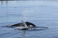 Reykjavík Whales & Viðey Island 4