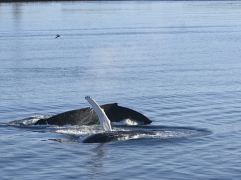 Reykjavík Whales & Viðey Island, photo 5