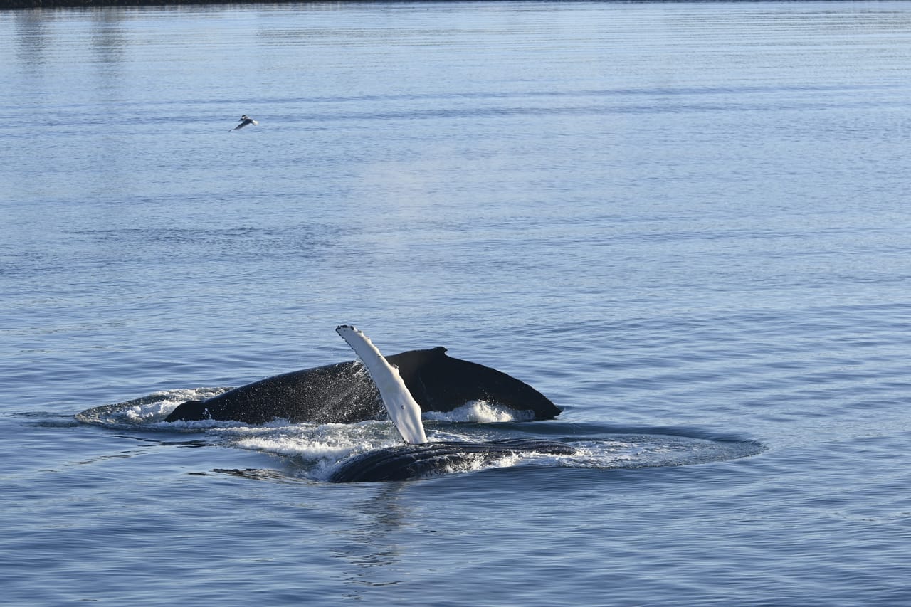 Reykjavík Whales & Viðey Island 4