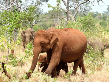 13-Day Adventure Tour of Sri Lanka's Nature and Wildlife