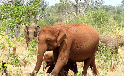 13-Day Adventure Tour of Sri Lanka's Nature and Wildlife