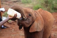 Giraffe Centre, Elephant Orphanage, National Museum & Beads Center 3