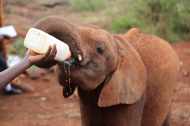 Giraffe Centre, Elephant Orphanage, National Museum & Beads Center 3