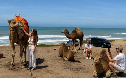 Tangier Camel Ride Tour with Pick-up and Drop-off