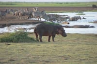 3-Day Tanzania Group Joining Safari 5