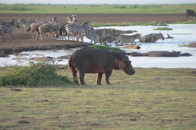 3-Day Tanzania Group Joining Safari 5