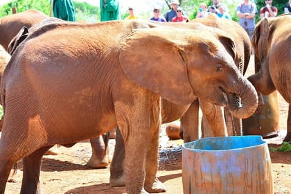 Giraffe Center and Elephant Orphanage Daily Tour