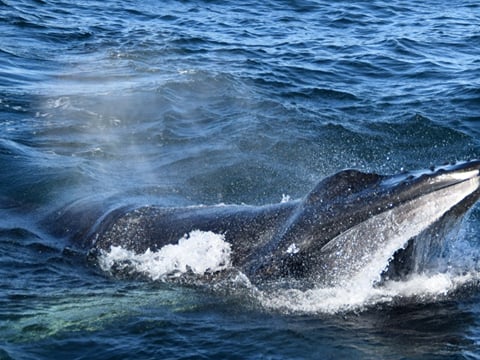 Whales & Auroras, photo 7