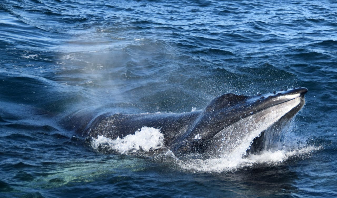 Whales & Auroras 6