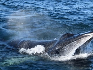 Whales & Auroras, photo 7