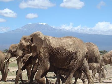 Kilimanjaro in the background
