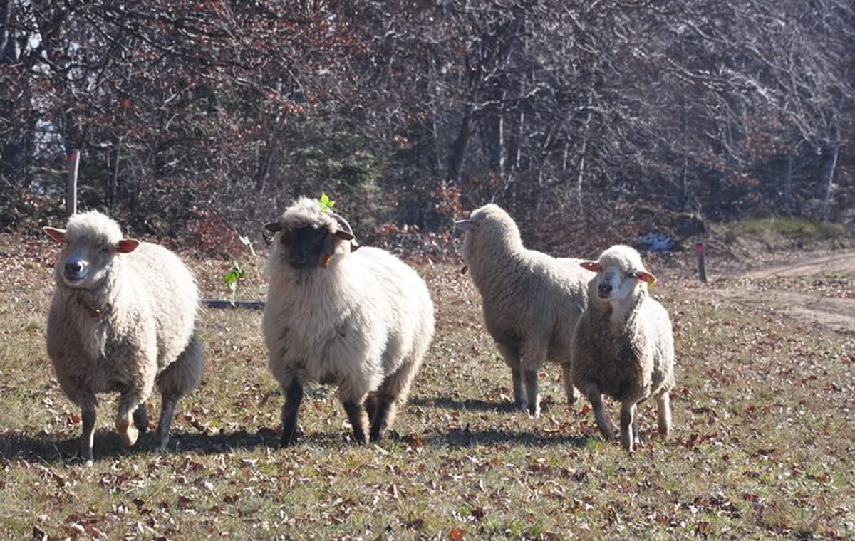 Rambling in Transylvania