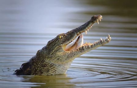 Dubai Crocodile Park Tour with Private Transfers Included